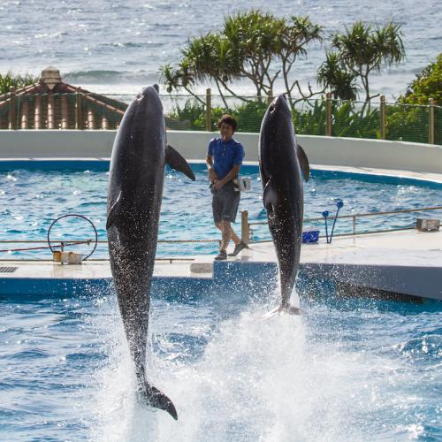 okinawa 2016-9129